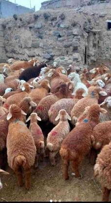 گوسفند زنده شبانه روزی در تهرانپارس غربی در گروه خرید و فروش ورزش فرهنگ فراغت در تهران در شیپور-عکس1