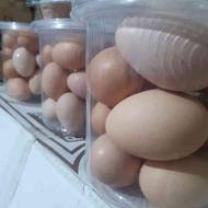 تخم مرغ محلی رسمی