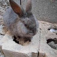 خرگوش کوتوله انگلیسی