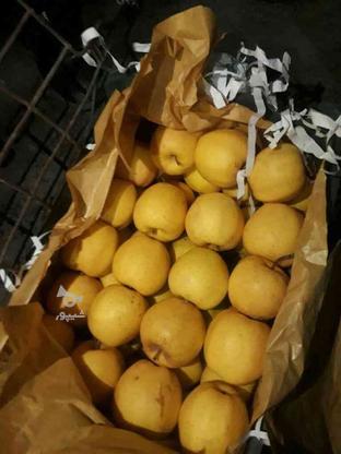 17 تن سیب سردخانه سیب مرگور در گروه خرید و فروش خدمات و کسب و کار در آذربایجان غربی در شیپور-عکس1