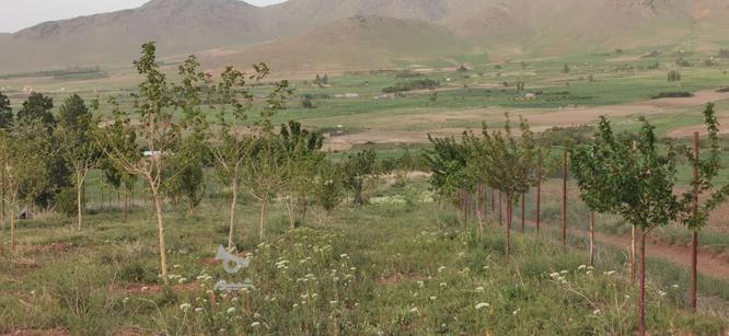 باغ میوه 7000 متری با درختان مثمر 7 ساله در قروه در گروه خرید و فروش املاک در کردستان در شیپور-عکس1