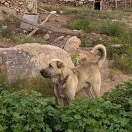 سگ پژدر عراقی واگذاری