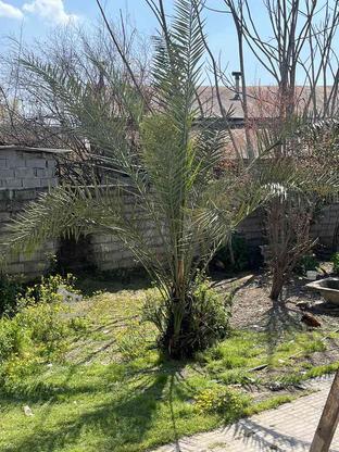 درخت نخل خرما در گروه خرید و فروش لوازم خانگی در مازندران در شیپور-عکس1