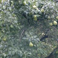باغ میوه با تمامی درختان میوه حسنکدر آسارا البرز