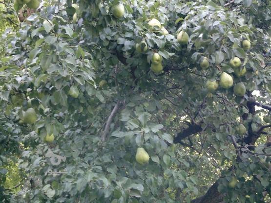 باغ میوه با تمامی درختان میوه حسنکدر آسارا البرز در گروه خرید و فروش املاک در البرز در شیپور-عکس1