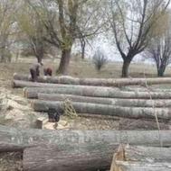 هرس وقطع چوب درختان صنعتی