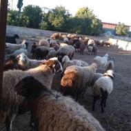 گوسفند نر تخمی نژاد درجه 1