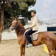 فروش اسب ترکمن مادیون