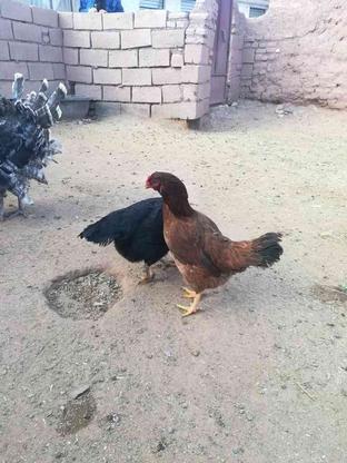 2تا مرغ چاق لاری در گروه خرید و فروش ورزش فرهنگ فراغت در خراسان رضوی در شیپور-عکس1