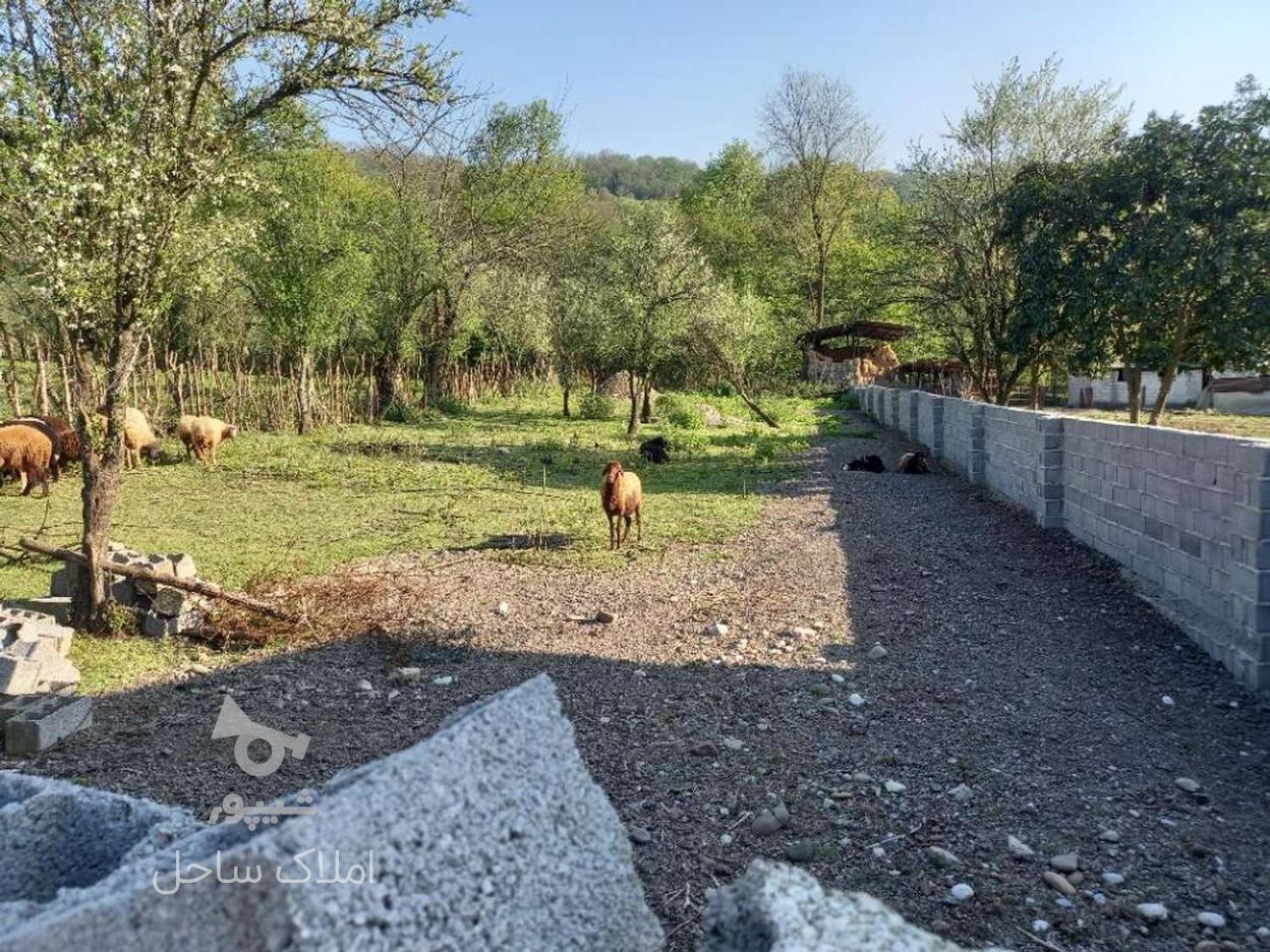 فروش زمین کشاورزی 950 متر در روستای بشل در گروه خرید و فروش املاک در مازندران در شیپور-عکس1