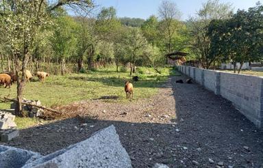 فروش زمین کشاورزی 950 متر در روستای بشل