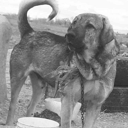سگ عراقی 18ماهه واگذار در گروه خرید و فروش ورزش فرهنگ فراغت در قزوین در شیپور-عکس1