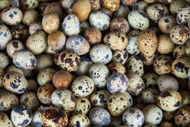 تخم خوراکی بلدرچین در گروه خرید و فروش خدمات و کسب و کار در خراسان رضوی در شیپور-عکس1