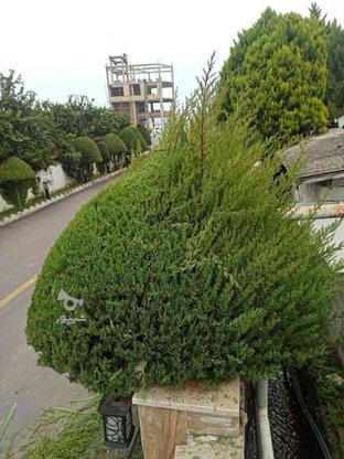 علف تراشی،سمپاشی،آبیاری،هرس انواع درختان در گروه خرید و فروش خدمات و کسب و کار در مازندران در شیپور-عکس1
