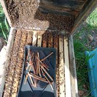 فروش زنبور عسل قوی آماده برای کار و طبق زدن