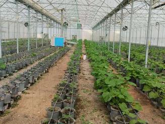 فروش مجتمع گلخانه به متراژ کل 15000 متر مربع