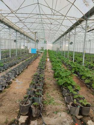 فروش مجتمع گلخانه به متراژ کل 15000 متر مربع در گروه خرید و فروش املاک در آذربایجان شرقی در شیپور-عکس1