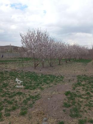 فروش باغ دارای انواع درخت میوه در گروه خرید و فروش املاک در کرمان در شیپور-عکس1