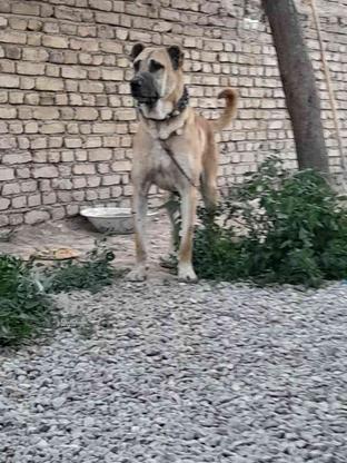 سگ سرابی گمشده در گروه خرید و فروش خدمات و کسب و کار در خراسان رضوی در شیپور-عکس1