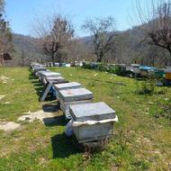فروش 10 کلنی زنبور عسل (6-7قاب)