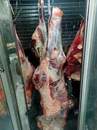 فروش گوشت گوساله و بره در گروه خرید و فروش خدمات و کسب و کار در مازندران در شیپور-عکس1