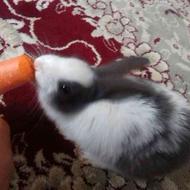 خرگوش بامزه