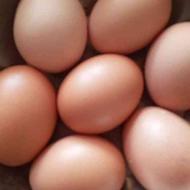 فروش تخم مرغ محلی تاااازه