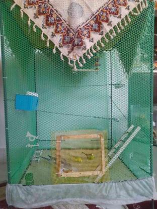 قفس برای هرگونه پرنده در گروه خرید و فروش ورزش فرهنگ فراغت در اصفهان در شیپور-عکس1