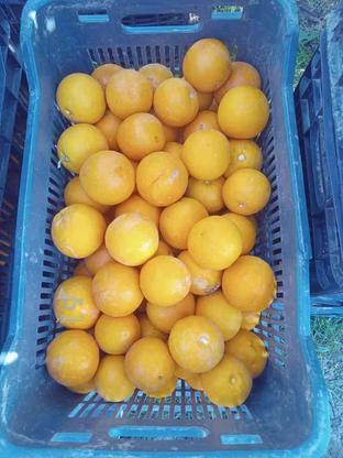 پرتقال محلی ونارنج در گروه خرید و فروش خدمات و کسب و کار در مازندران در شیپور-عکس1