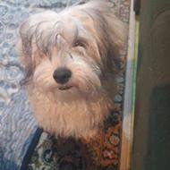 واگذار سگ 4 ماهه واکسن زده نژاد شیتسو