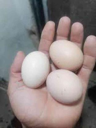 تخم مرغ محلی نطفه دار تغذیه فقط گندم در گروه خرید و فروش ورزش فرهنگ فراغت در سیستان و بلوچستان در شیپور-عکس1