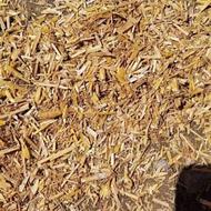کاه کوبیده شده گندم رامیان