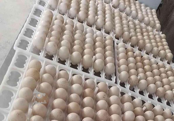 تخم نطفه دار پرنده - مشهد در گروه خرید و فروش ورزش فرهنگ فراغت در خراسان رضوی در شیپور-عکس1