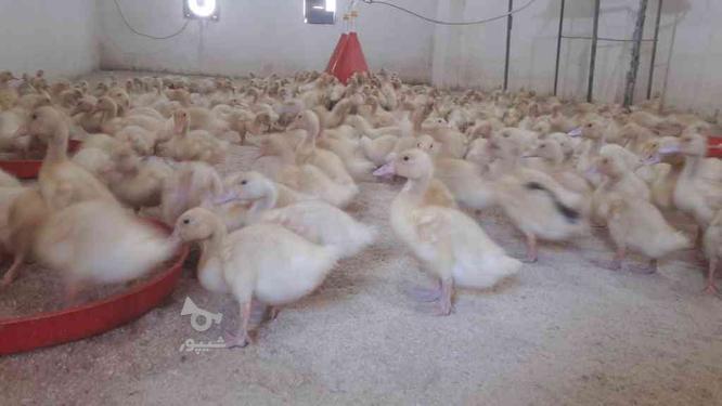 جوجه اردک محلی 15 روزه جوجه محلی گردن لخت 25 روزه در گروه خرید و فروش ورزش فرهنگ فراغت در مازندران در شیپور-عکس1