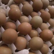 تخم نطفه دار پرنده تزئینی آمریکایی هلندی پاکستانی طلایی سبز