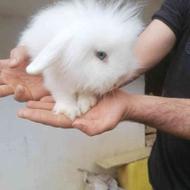 خرگوش لوپ اصیل سفید چشم آبی