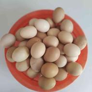 تخم مرغ محلی کاملا سالم بهداشتی برای خوردن یاجوجه کشی مناسب