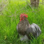 خروس کوشین اصیل زیبا و سالم - مرغ تخمگذار