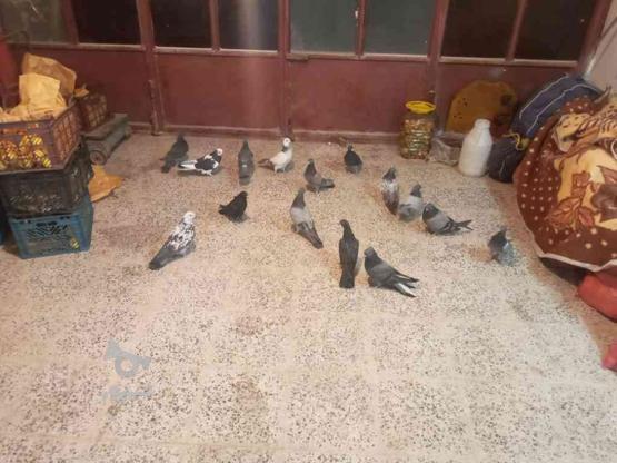 خریدار کبوتر یا کفتر به صورت تعداد هستم. در گروه خرید و فروش ورزش فرهنگ فراغت در اصفهان در شیپور-عکس1