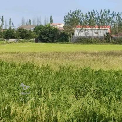 فروش زمین کشاورزی 2000 متر در دریاسر در گروه خرید و فروش املاک در مازندران در شیپور-عکس1