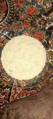 برنج طارم هاشمی درجه یک فوریی در گروه خرید و فروش خدمات و کسب و کار در تهران در شیپور-عکس1