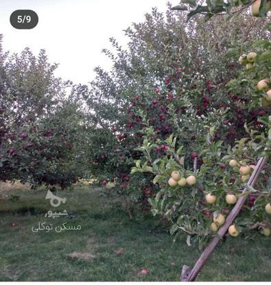 اجاره باغ سردرختی سیب  5000 متر در مراغه کرمجوان در گروه خرید و فروش املاک در آذربایجان شرقی در شیپور-عکس1
