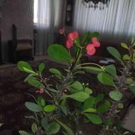 گل مرجان و افوربیا
