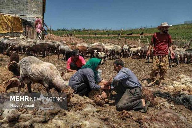 داوار قرخان پشم چینی گوسفند در گروه خرید و فروش خدمات و کسب و کار در آذربایجان غربی در شیپور-عکس1