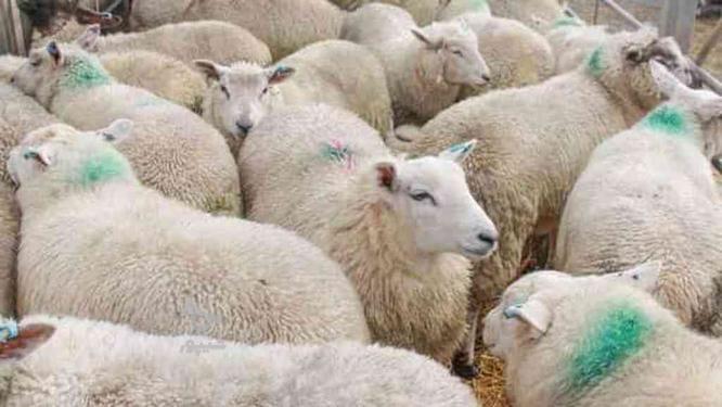فروش دام زنده گوسفند گوساله