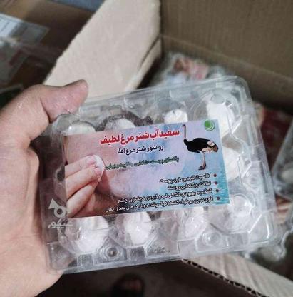 سفید اب شتر مرغ در گروه خرید و فروش لوازم شخصی در کرمان در شیپور-عکس1
