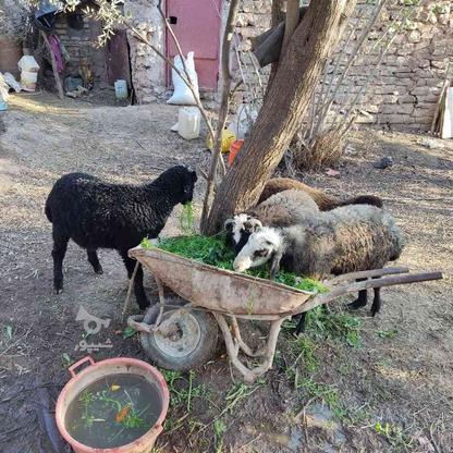 بره،گوسفند چندقلوزا،شال وافشار در گروه خرید و فروش ورزش فرهنگ فراغت در گیلان در شیپور-عکس1