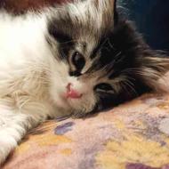 گربه نزاد سیبری 2 ماهه