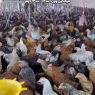 فروش نیمچه مرغ و خروس اصلاح نژاد شده