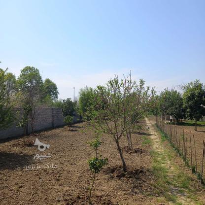 فروش زمین کشاورزی 1000 متر در قادیکلا در گروه خرید و فروش املاک در مازندران در شیپور-عکس1